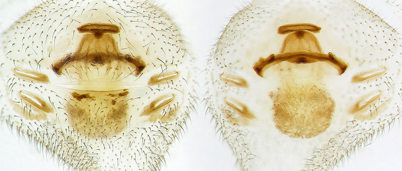 Datei:Dysdera-cribrata Alpen-Monesi 14-11 06-Epig-Vulva.jpg