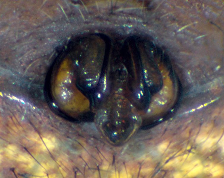 Datei:Gibbaranea bituberculata epigyne-kroatien-2011-05.jpg