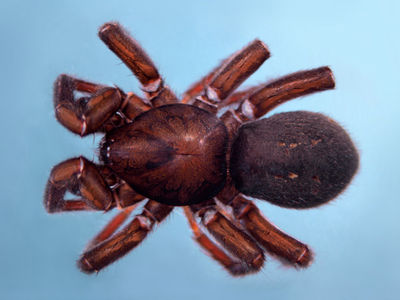 Gnaphosa microps m habitus 600.jpg