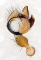 Pedipalpus, ventral-apikal