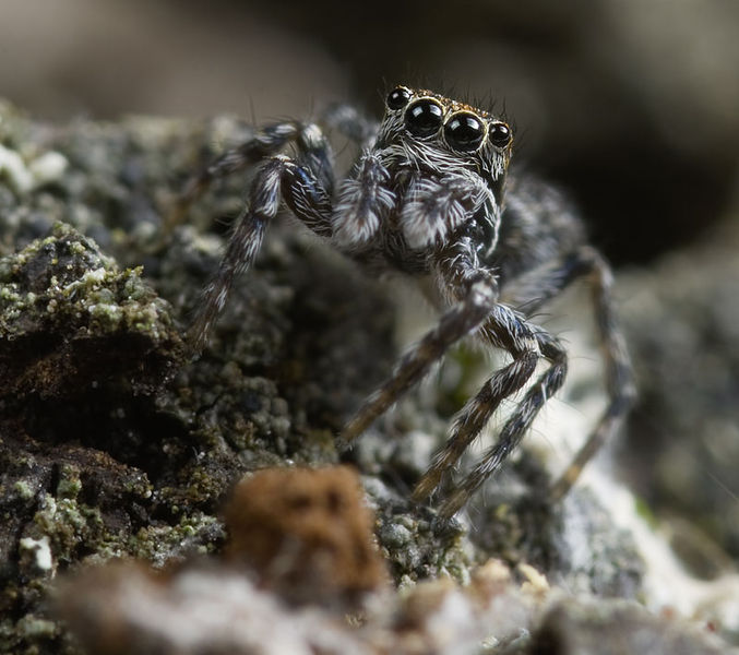 Datei:Sitticus-terebratus Fichtenberg7024 10-07 03.jpg