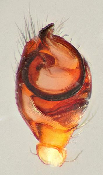 Datei:Tabulata-palpus guttenberger3.jpg