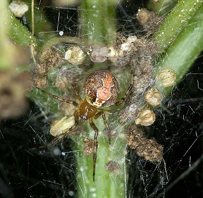 Theridion pinastri 7-2206.jpg