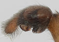 Pedipalpus, lateral