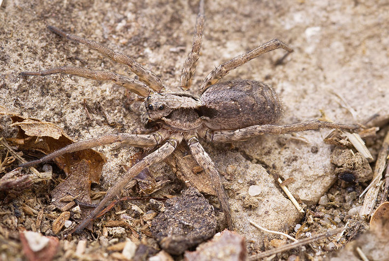 Datei:Alopecosa-laciniosa St-Arnac 15-11 02-female.jpg