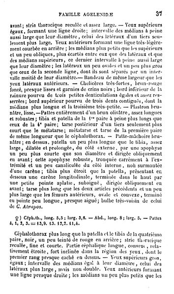 Datei:CoelotesSolitariusSimonText2.jpg