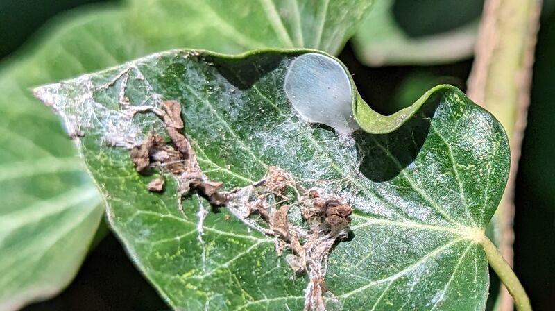 Datei:Nigma walckenaeri-Kokon an Efeu-Luebeck-2023-02-08.jpg