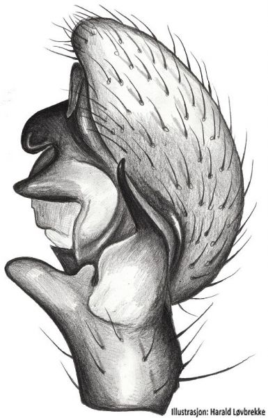 Datei:Ozyptila trux palp retrolateralt HLovbrekke.jpg