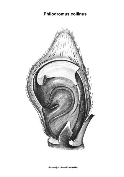 Datei:Philodromus collinus palp edd.jpg