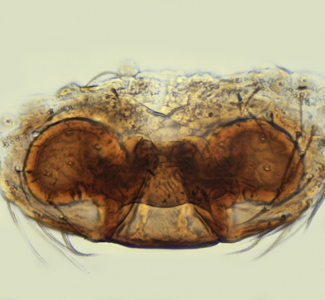 Datei:Tapinocyba ventosa Epigyne 20171218210649-49880828-me.jpg