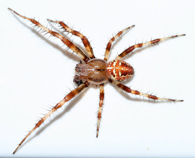 Datei:Araneus-quadratus-male.jpg