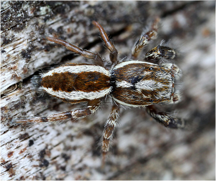 Datei:Pseudicius encarpatus male dorsal.jpg