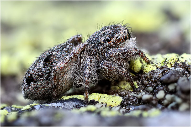 Datei:Sitticus atricapillus female lateral Schaefer.jpg