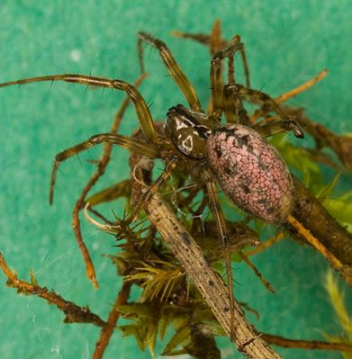 Stemonyphantes lineatus W 7-3899.jpg