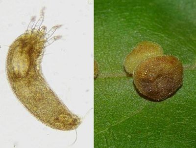 Aceria macrochela macrochela1.JPG