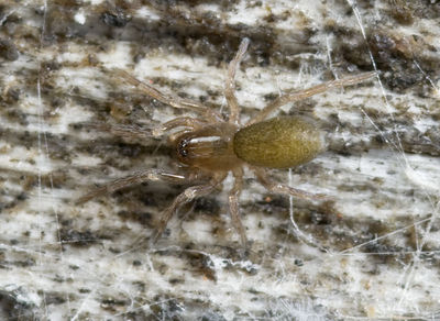 Altella-lucida Sardinien-DueneBach 13-04 01.jpg