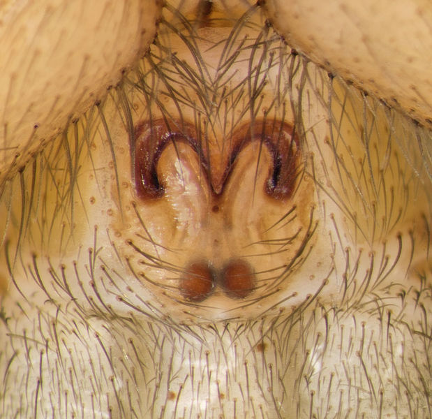 Datei:Setaphis-gomerae GC-EmbalseCuevaNinas 16-03 01-Epig.jpg