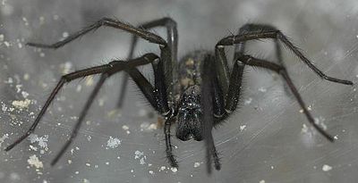 Tegenaria atrica sdj2008.jpg