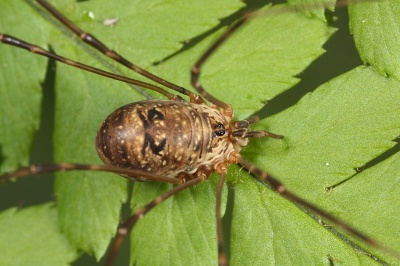 Amilenus aurantiacus female 2.JPG
