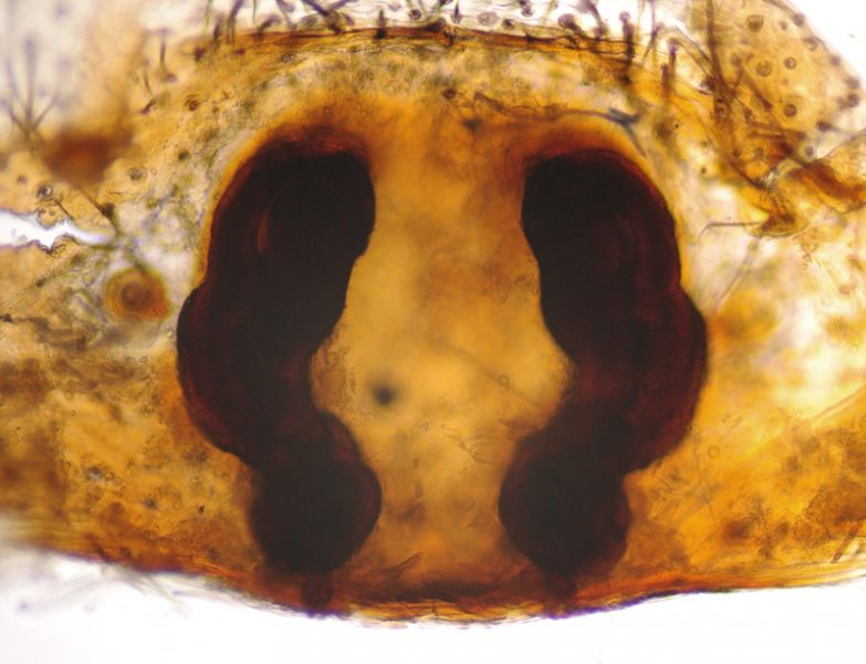 Datei:Coelotes atropos female A3327 PO0694.JPG