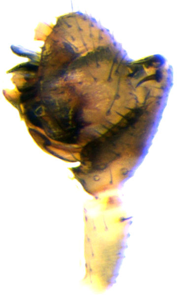 Datei:Diplocephalus permixtus Palp1.jpg