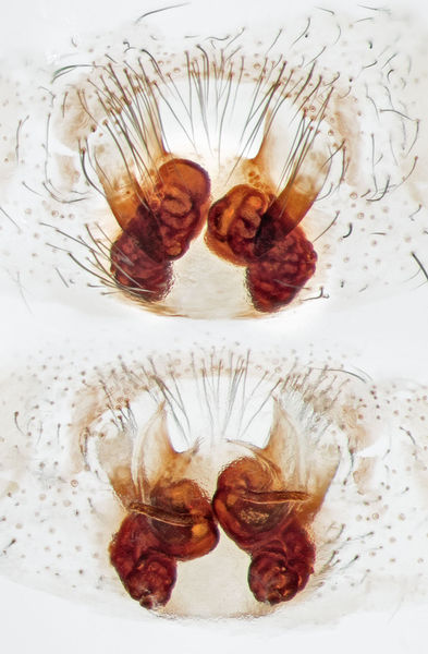Datei:Inermocoelotes-jurinitschi Bulgarien-Losen 16-10 01-Epig-Vulva.jpg