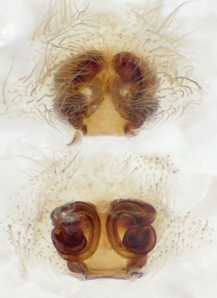 Datei:Malthonica-silvestris AlterFehrbacherTunnel 08-04 01-EpigVulva.jpg