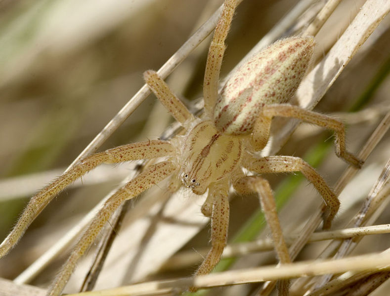 Datei:Virescens Teichel 03-2007 02.jpg