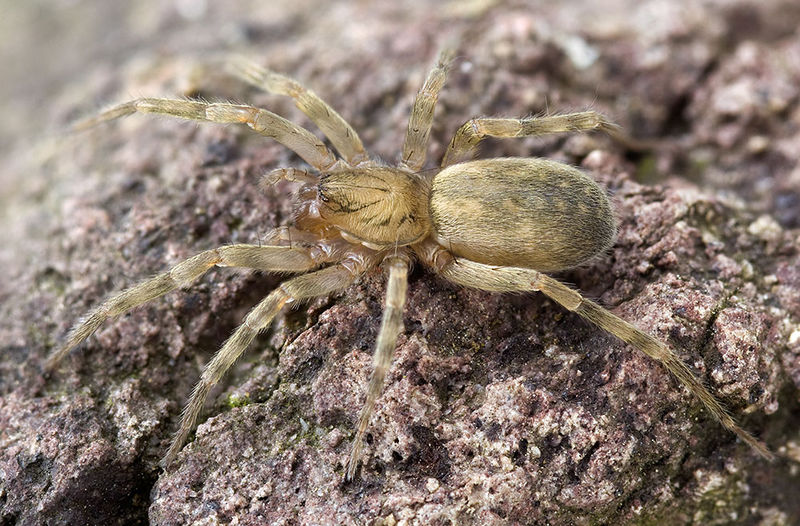 Datei:Agraecina-canariensis Teneriffa-LasCasas 15-04 01-safemale.jpg