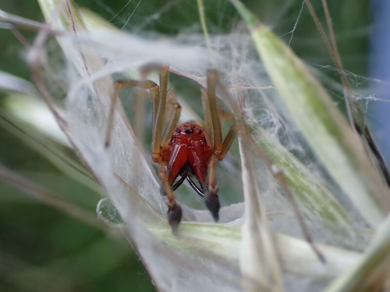 Datei:Cheiracanthium seidlitzi Pula 2024 (3).JPG