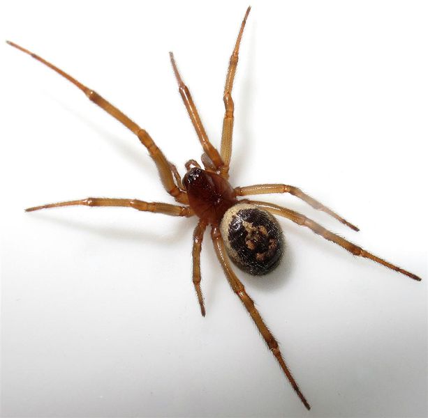 Datei:Nobilis Werner.jpg