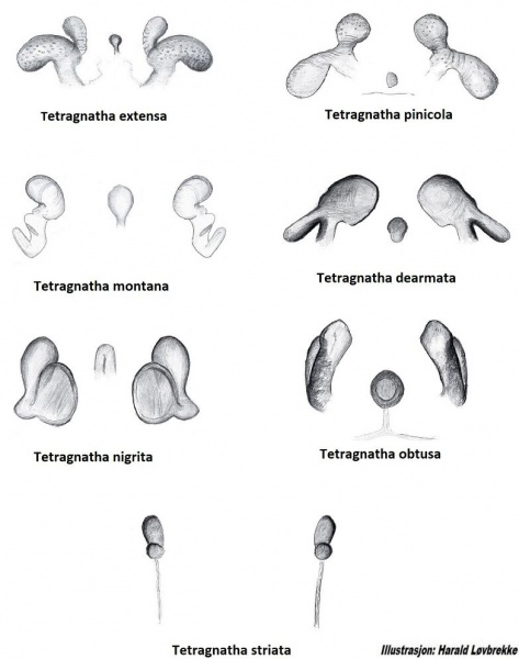Datei:Tetragnatha vulva dorsalt HLovbrekke.jpg