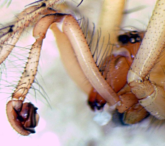 Datei:Zygiella atrica m pedi links.jpg