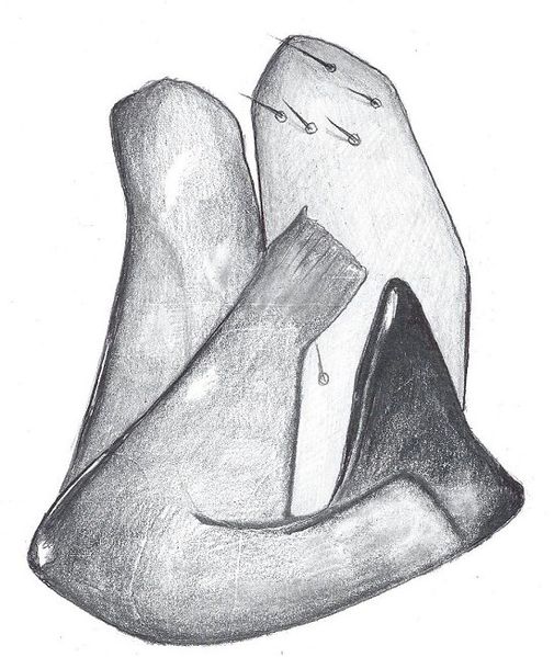 Datei:Agnyphantes expunctus linkes paracymbium HLoevbrekke.jpg