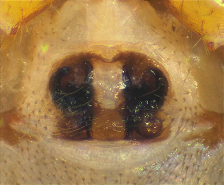 Datei:Gonatium-rubellum epigyne.jpg