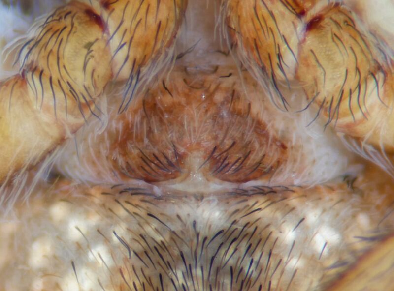 Datei:Hyptiotes flavidus epigyne Karlsruhe 2025.jpg