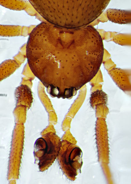 Datei:Pholcomma gibbum Negernboetel-2012-10-13 m prosoma.jpg