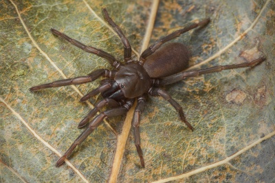 Raveniola pontica f do ASeropian.jpg