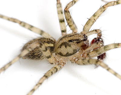 Silvestris Webicht 07-11 02.jpg