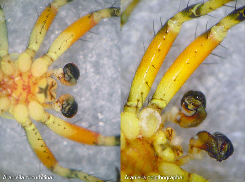 Datei:Araniella cucurbitina vs opisthographa 1024.jpg