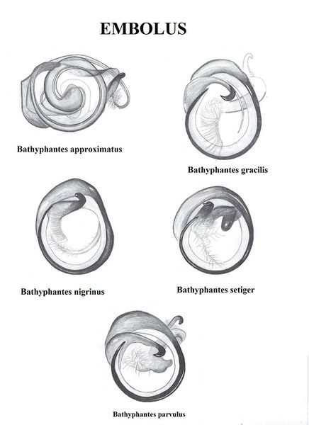 Datei:Bathyphantes uebersicht embolus HLovbrekke.jpg