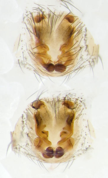 Datei:Civizelotes-dentatidens Sardinien-Fluminimaggiore 13-04 01-Epig-Vulva.jpg