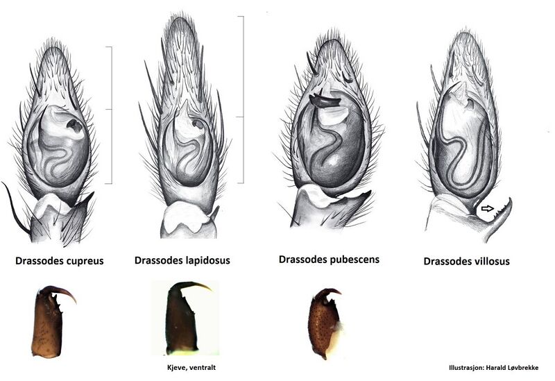 Datei:Drassodes palp HLovbrekke.jpg