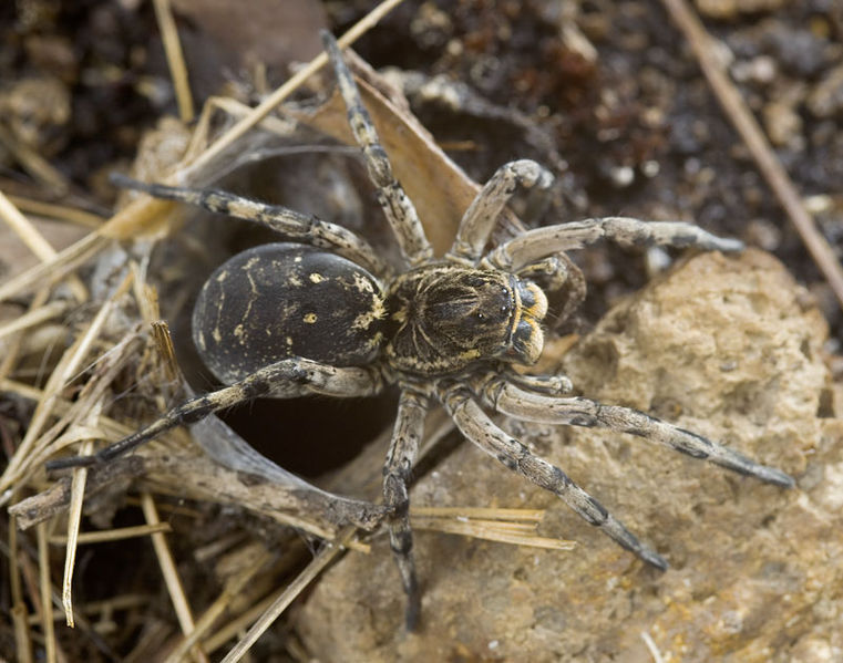 Datei:Geolycosa-vultuosa Ungarn-Szentendre 09-08 14.jpg