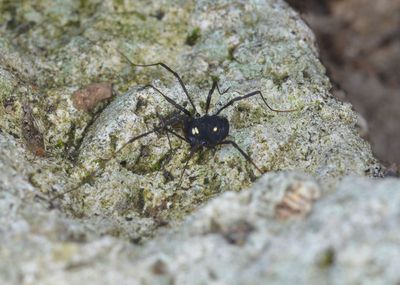 Histricostoma argenteolunulatum Canu S..jpg