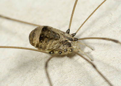 Leiobunum-blackwalli Kohlgrund 09-09 01.jpg