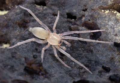 Leptodrassex-hylaestomachi Teneriffa-PlayaBenijo 15-03 02-male.jpg