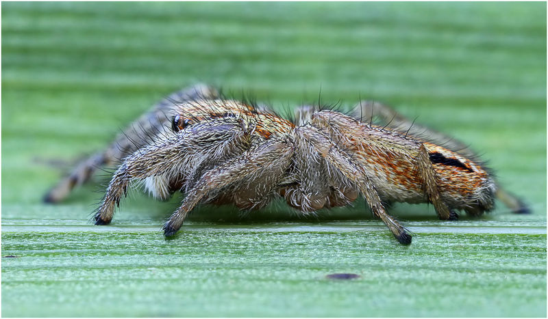 Datei:Marpissa radiata female lateral Schaefer.jpg