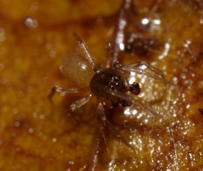 Saloca diceros male 2.JPG