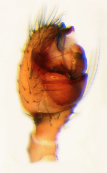 Datei:Theridion familiare 110624004 Bulbe 03.jpg